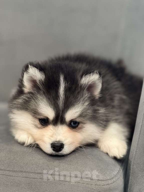 Собаки в Санкт-Петербурге: Мальчик помски  Мальчик, 80 000 руб. - фото 4