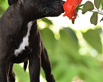 Собаки в Таганроге: Стаффордширский бультерьер Девочка, 40 000 руб. - фото 4