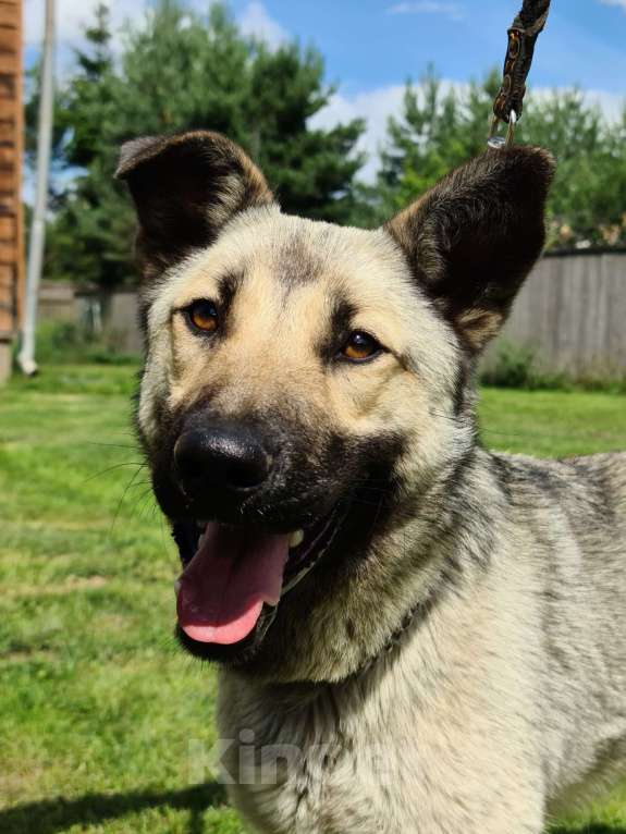 Собаки в Звенигороде: Бобик молодой пес в добрые руки Мальчик, Бесплатно - фото 3