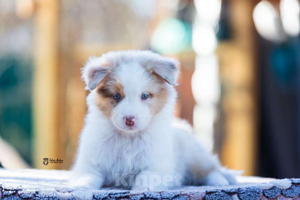 Собаки в Москве: Австралийская овчарка, аусси Девочка, 150 000 руб. - фото 6
