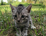 Кошки в Барнауле: Котята бенгалы Девочка, 15 000 руб. - фото 6
