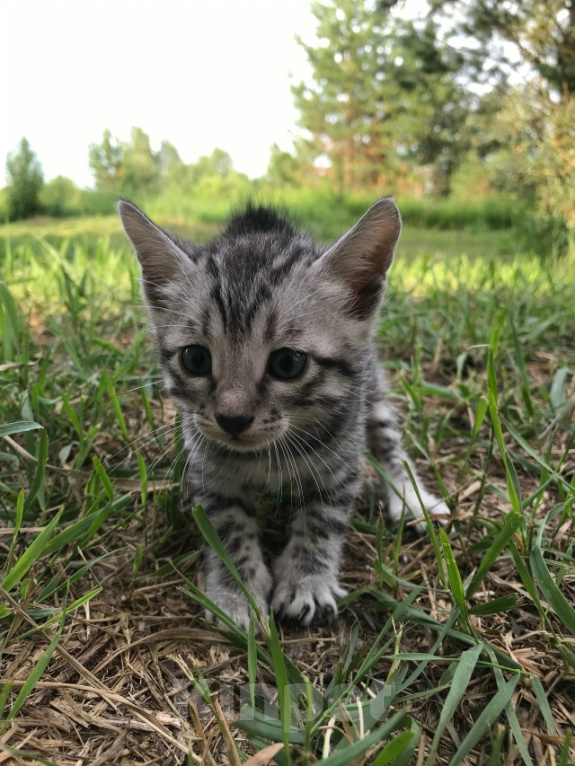 Кошки в Барнауле: Котята бенгалы Девочка, 15 000 руб. - фото 6