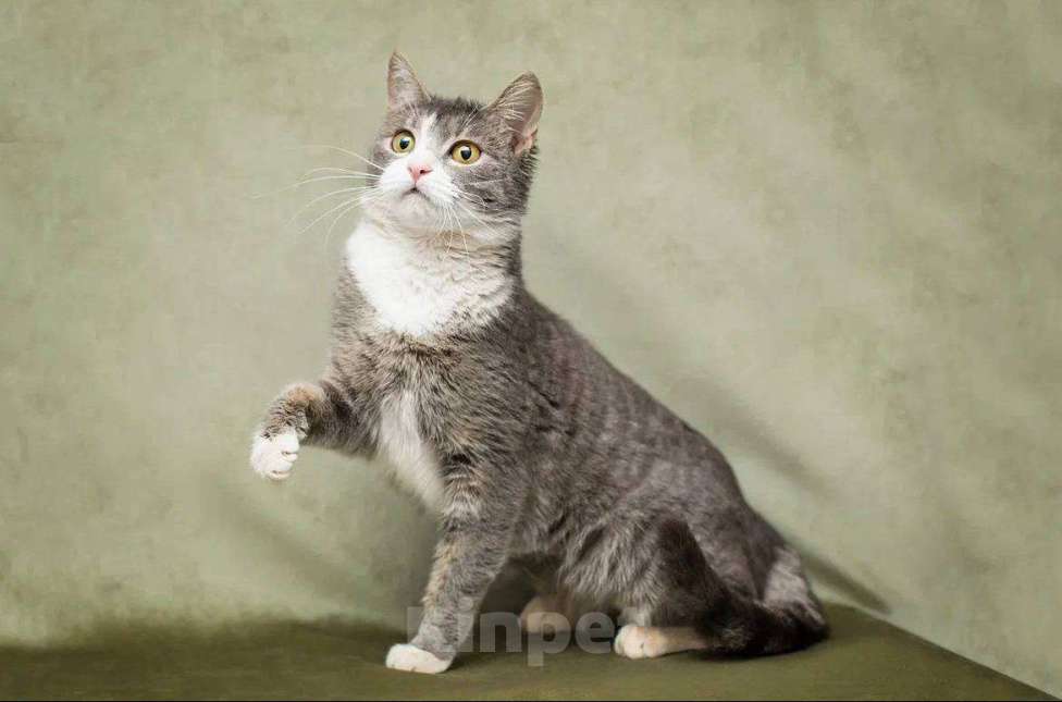 Кошки в Москве: Кошечка Бри ищет дом Девочка, Бесплатно - фото 5