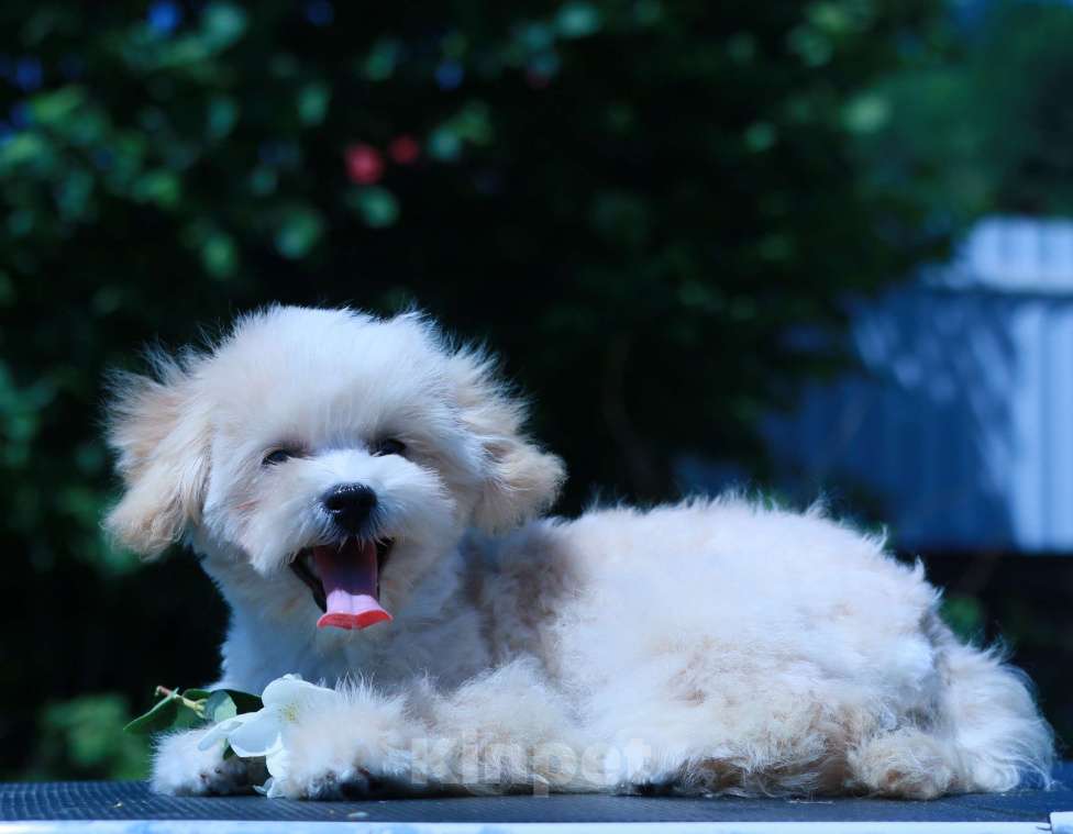 Собаки в Москве: мальтипу Ф1 щенки Девочка, 100 000 руб. - фото 5