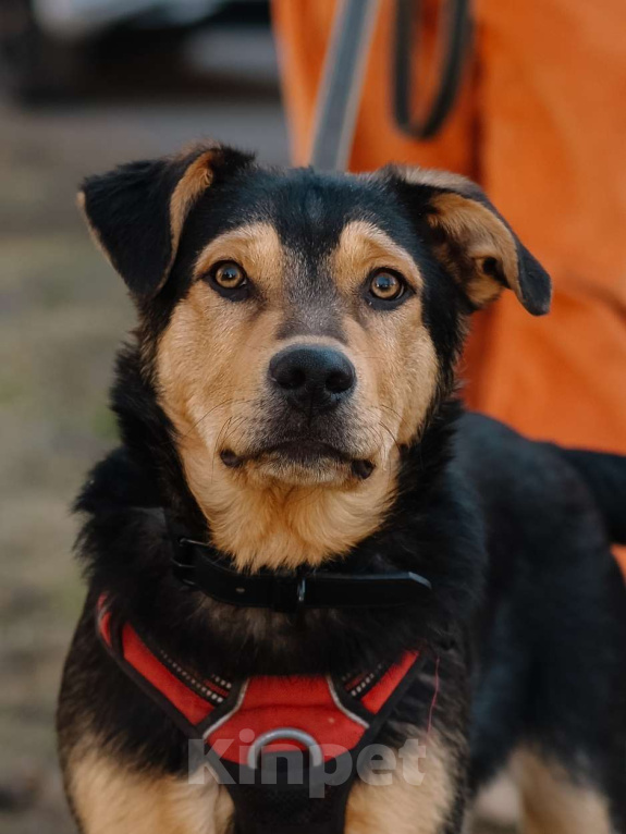 Собаки в Санкт-Петербурге: Гарри из приюта в добрые руки Мальчик, Бесплатно - фото 1