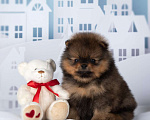 Собаки в Москве: Шпиц померанский настоящий Наполеон Мальчик, 80 000 руб. - фото 1