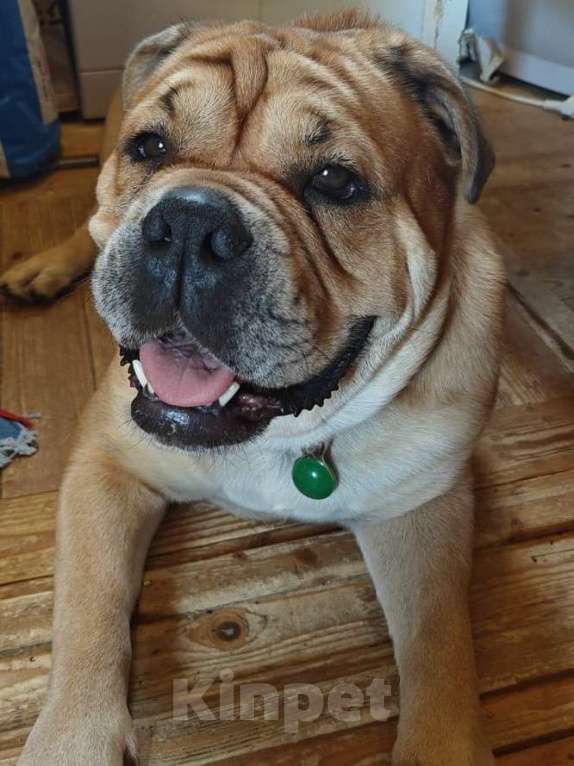 Собаки в Москве: Щенки Кадебо Мальчик, Бесплатно - фото 4