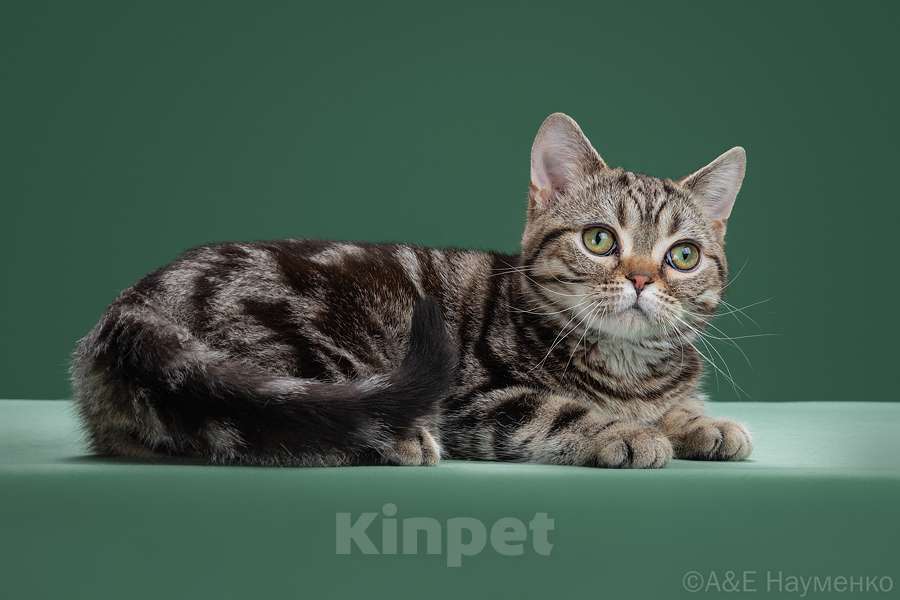 Кошки в Москве: Американский короткошерстный котёнок Мальчик, 85 000 руб. - фото 1