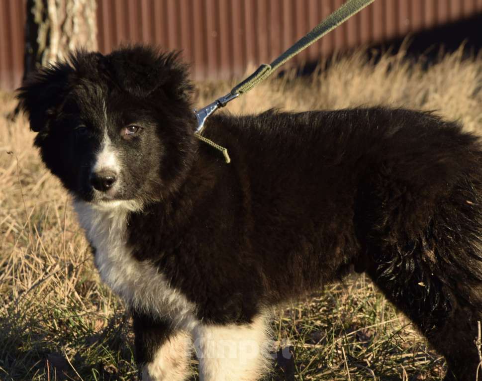 Собаки в Москве: Нежный малыш в поиске дома☺️ Мальчик, Бесплатно - фото 4