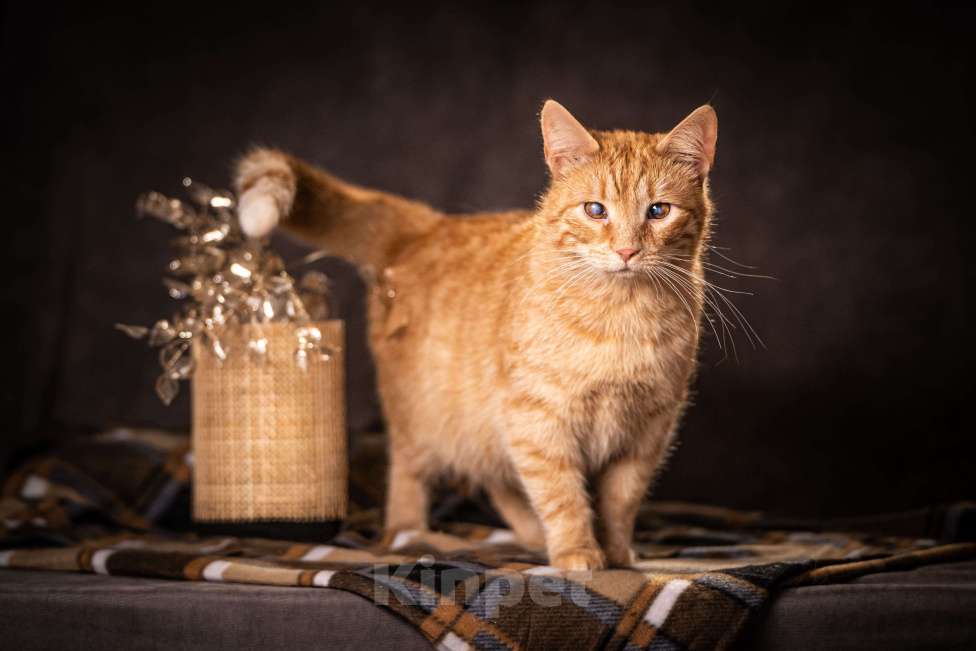 Кошки в Клине: Руби — робкая кошечка Девочка, Бесплатно - фото 3