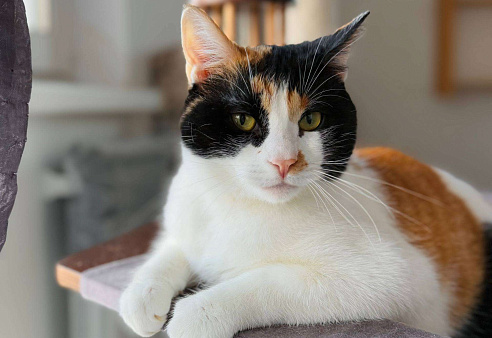 Компанейская Дейзи мечтает о доме с вкусной едой