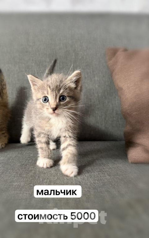 Кошки в Новосибирске: Шотландские вислоухие котята Разнополые, 5 000 руб. - фото 8