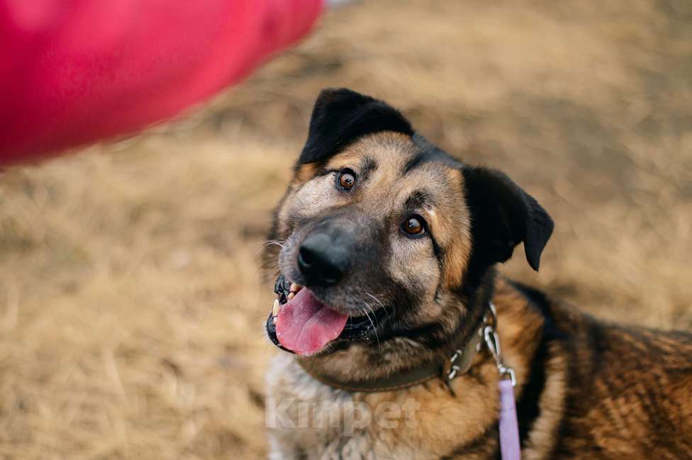Собаки в Москве: Бублик Мальчик, Бесплатно - фото 4