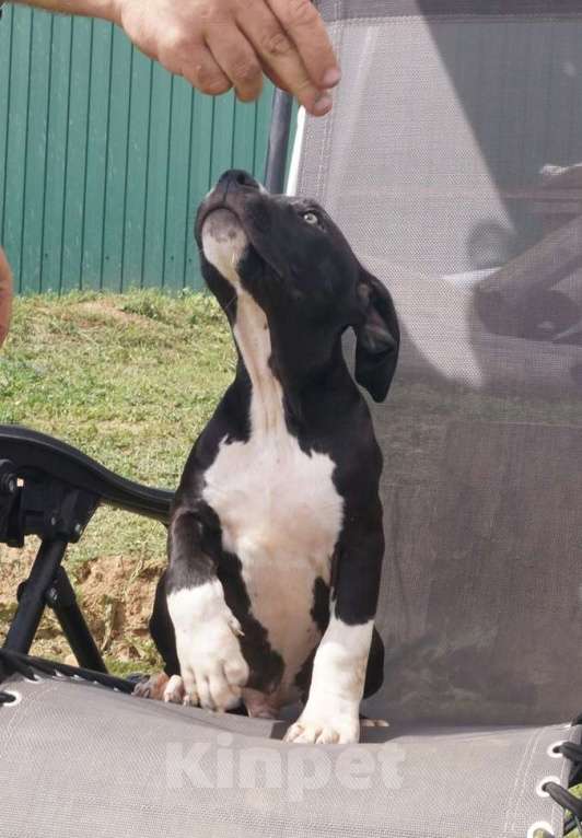 Собаки в Пушкино: Брутальные подрощенные стаффордята Мальчик, 50 000 руб. - фото 3