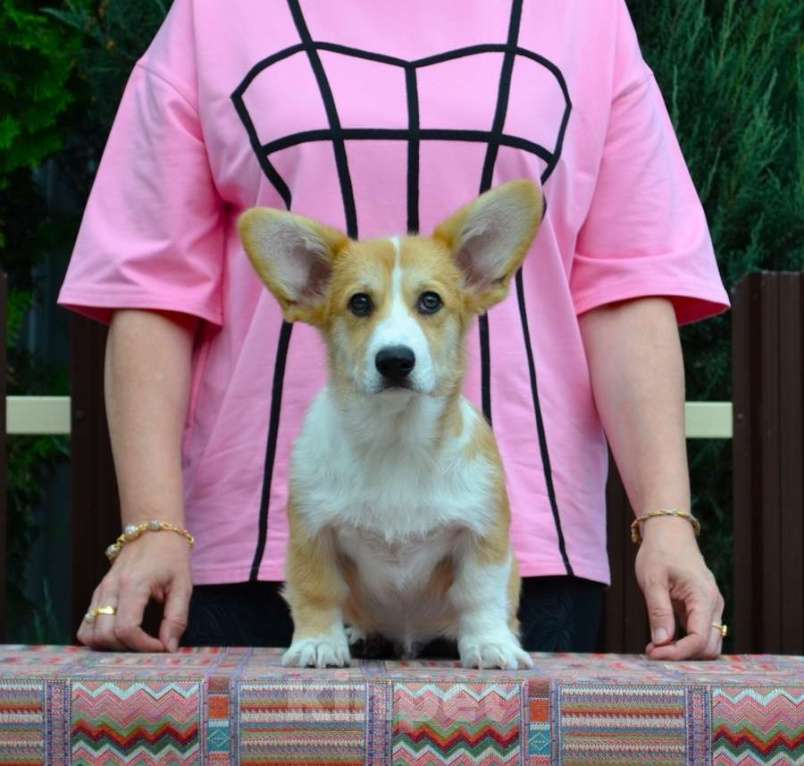 Собаки в Липецке: Липсиар Адамант Лекс Мальчик, Бесплатно - фото 2