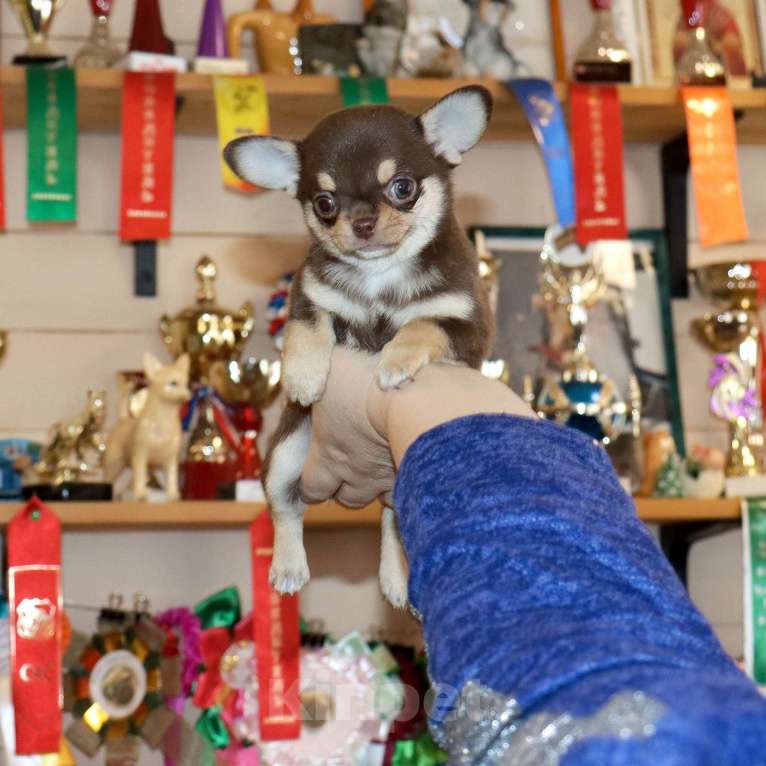 Собаки в Москве: Шоколадная чихуахуа Девочка, 150 000 руб. - фото 5