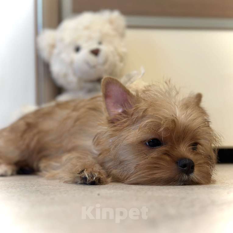 Собаки в Казани: Голддаст, Йорк, девочка, мини, бейби фейс Девочка, 60 000 руб. - фото 7