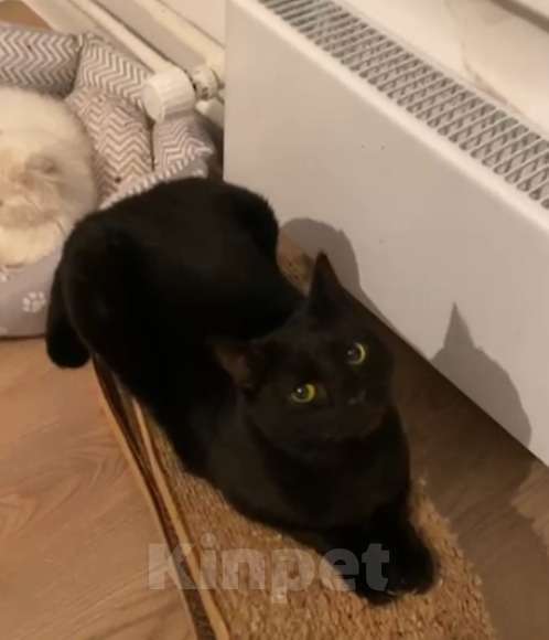 Кошки в Москве: Черный молодой красавец-кот Деймон в дар Мальчик, 1 руб. - фото 2