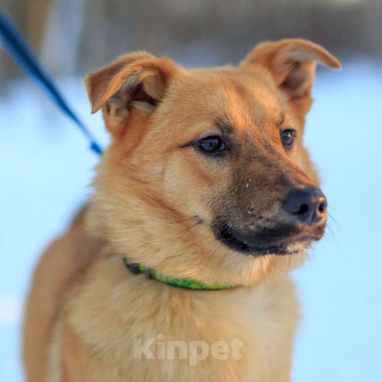Собаки в Москве: Хэппи Девочка, Бесплатно - фото 2