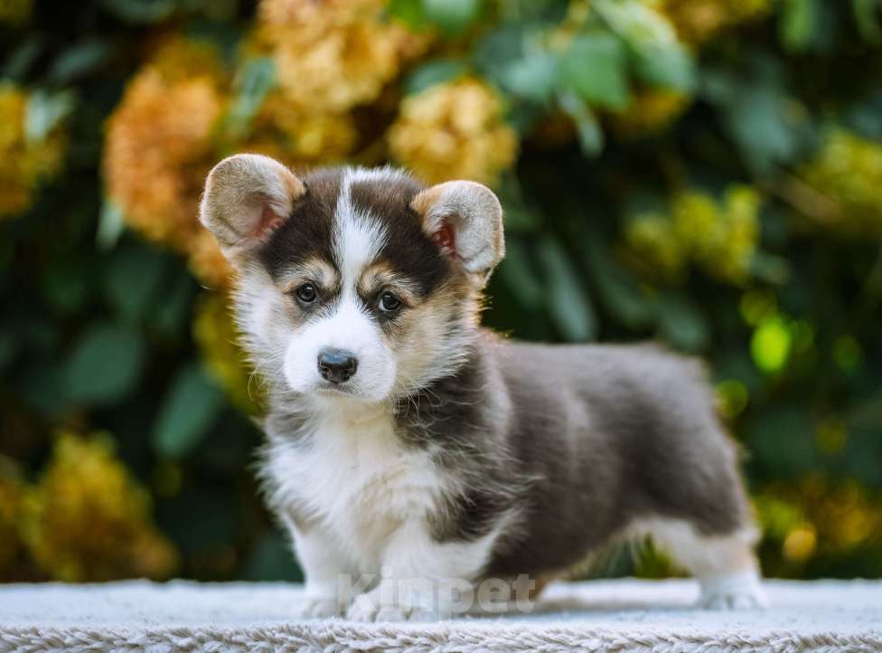 Собаки в Новосибирске: Вельш Корги Пемброк Джуди Хопс Девочка, 65 000 руб. - фото 1