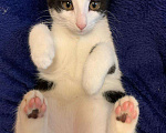 Кошки в Москве: Черно-белый котенок девочка Шанти, 4 месяца Девочка, Бесплатно - фото 3