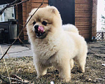 Собаки в Ижевске: Вязка шпица, 3 000 руб. - фото 1