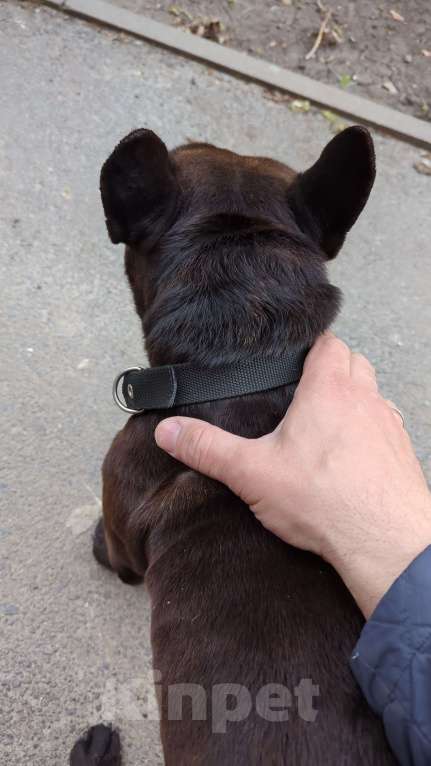 Собаки в Ростове-на-Дону: Потерялся малыш Мальчик, Бесплатно - фото 2