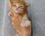 Кошки в Щелково: Мальчик мейн-кун полидакт  Мальчик, 130 000 руб. - фото 1