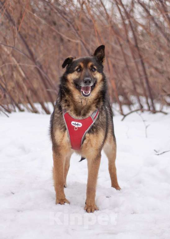 Собаки в Москве: Обычный пёс Войт, мечтающий о счастье Мальчик, Бесплатно - фото 3