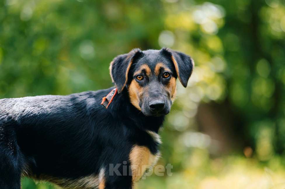 Собаки в Москве: Ванечка Мальчик, Бесплатно - фото 4