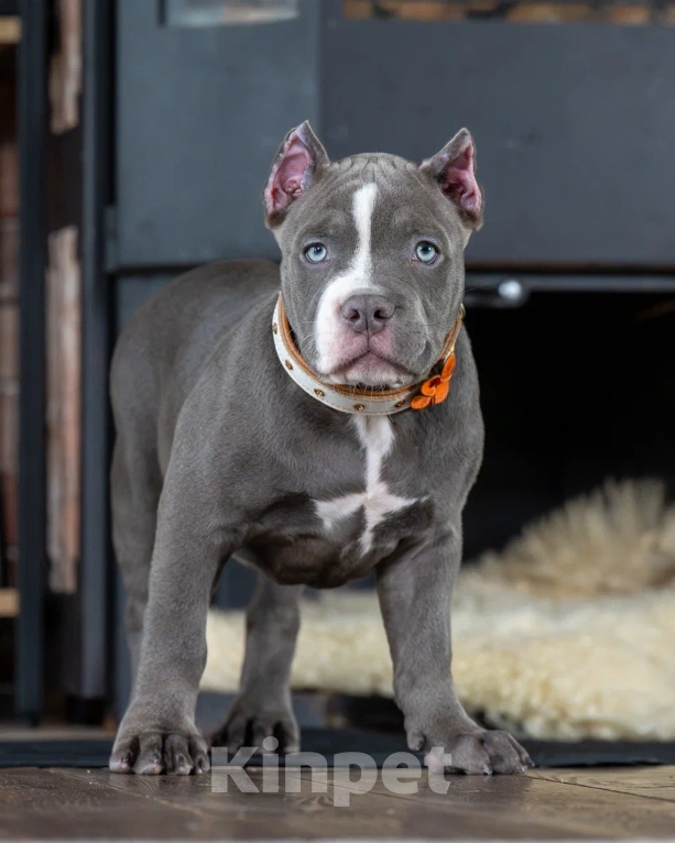 Собаки в Воронеже: Американский Булли девочка Девочка, Бесплатно - фото 5