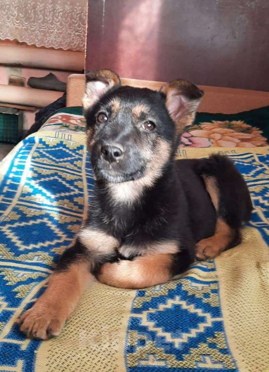 Собаки в Волгограде: Отдам в добрые руки щенков Девочка, Бесплатно - фото 3