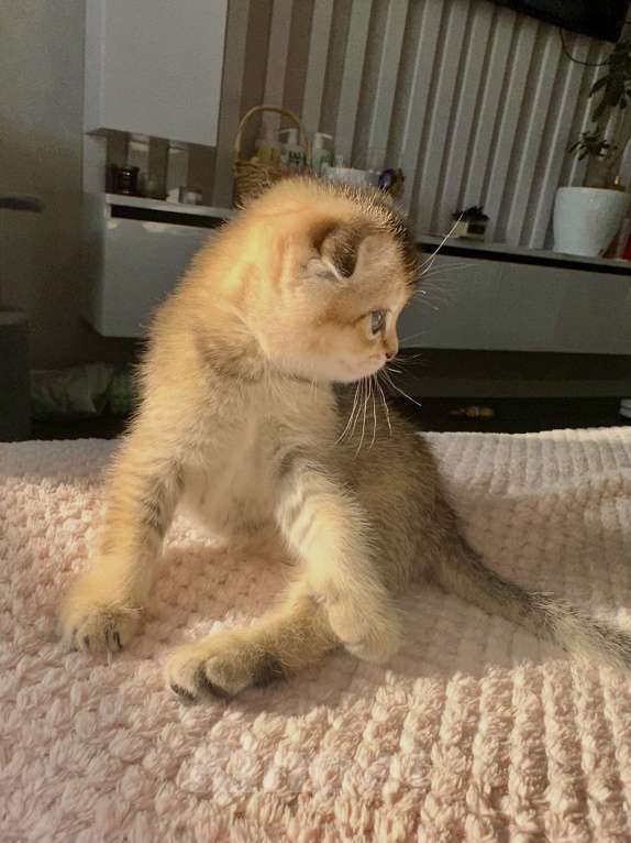 Кошки в Тюмени: Котята золотая шиншила Мальчик, 20 000 руб. - фото 8