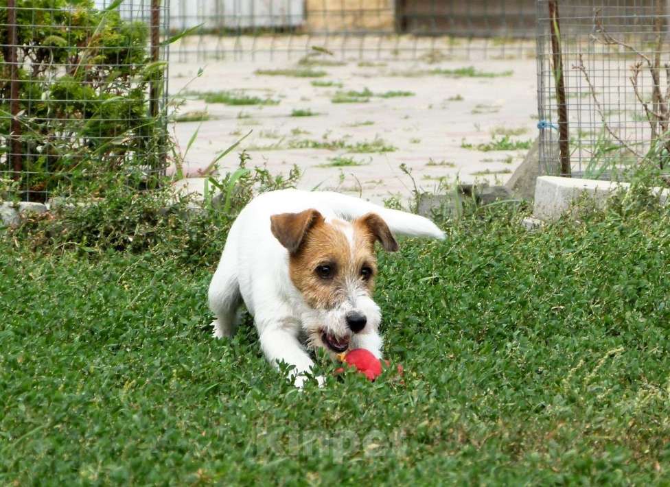 Собаки в других городах Ростовской области: Щенок Джек Рассел Терьера Мальчик, 40 000 руб. - фото 3
