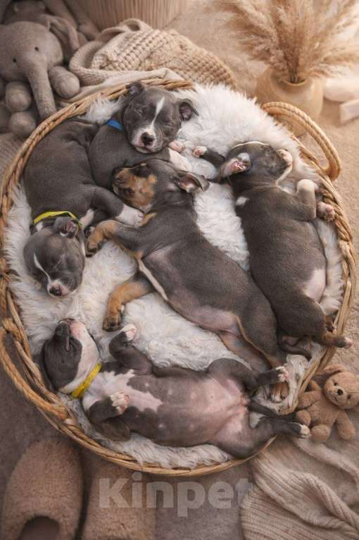 Собаки в Челябинске: Американский булли  Девочка, 80 000 руб. - фото 1