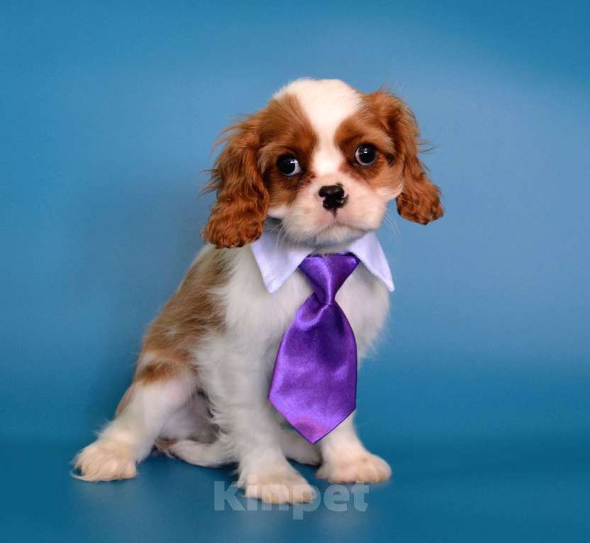 Собаки в Куровском: Мальчик бленхейм Мальчик, 60 000 руб. - фото 1