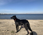 Собаки в Челябинске: Собака в добрые руки  Мальчик, Бесплатно - фото 2