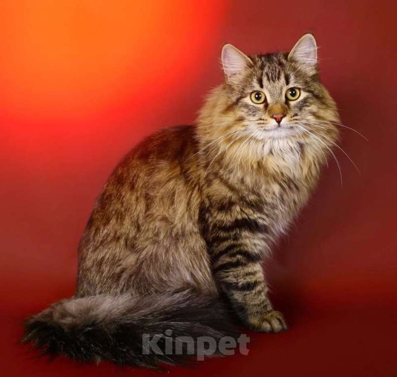 Кошки в Москве: Пушистая кошка Бэль Элен в добрые руки Девочка, Бесплатно - фото 2