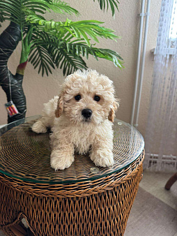 мальтипу мальчик