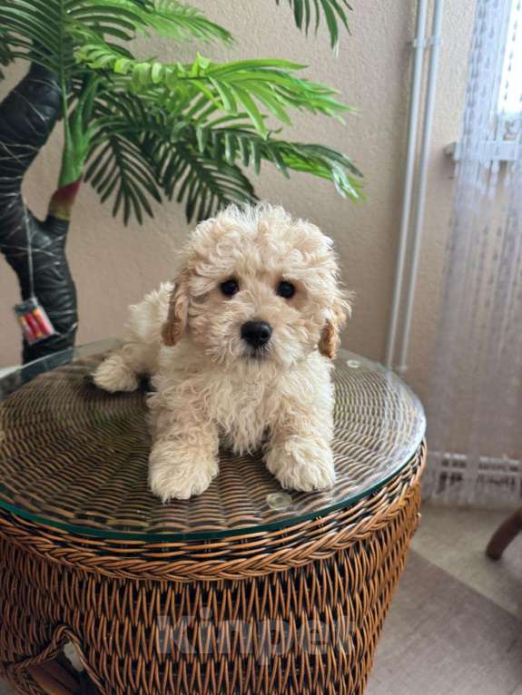 Собаки в Москве: мальтипу мальчик Мальчик, 77 000 руб. - фото 1