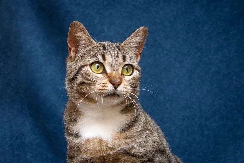 Кошки в Москве: Хвостатый источник позитива: Мирра ждет тебя Девочка, Бесплатно - фото 3