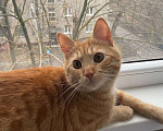 Кошки в Липецке: Отдаю в новую семью рыжика - Ларри Мальчик, Бесплатно - фото 6