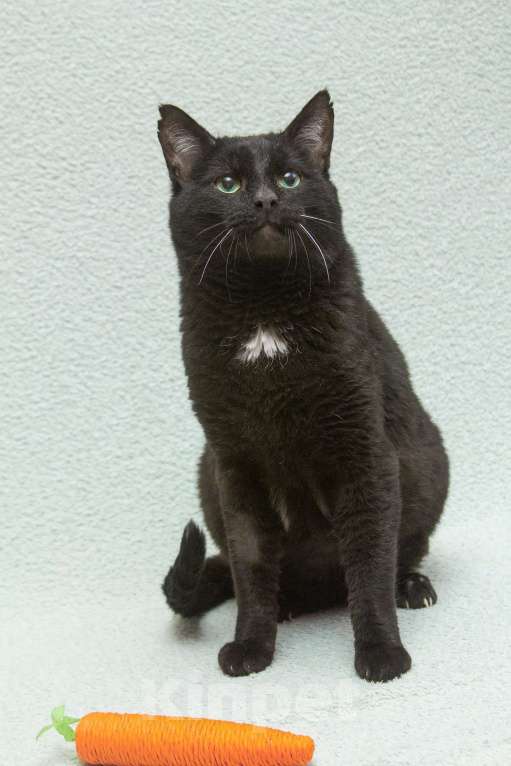 Кошки в Москве: Благородный рыцарь Рамзес — черный кот в дар Мальчик, 10 руб. - фото 6