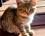 Кошки в Казани: Котята Разнополые, Бесплатно - фото 1