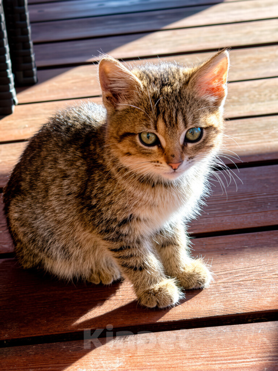 Кошки в Казани: Котята Разнополые, Бесплатно - фото 1