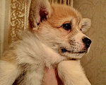 Собаки в Москве: Продам щенков Вельш-корги-пемброк Девочка, 40 000 руб. - фото 6