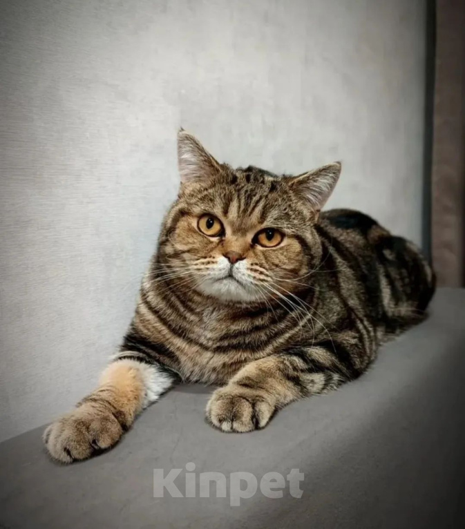Кошки в Омске: Шотландская короткошерстная(котенок) Разнополые, Бесплатно - фото 9