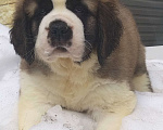 Собаки в Екатеринбурге: Сенбернары Фаворит Гиант Девочка, 80 000 руб. - фото 1