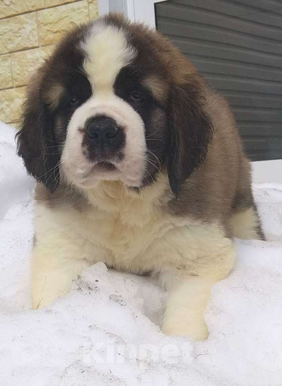 Собаки в Екатеринбурге: Сенбернары Фаворит Гиант Девочка, 80 000 руб. - фото 1