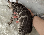 Кошки в Москве: Бенгальские котята серебро с родословной  Мальчик, Бесплатно - фото 5